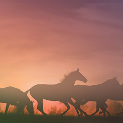horses-background.jpg